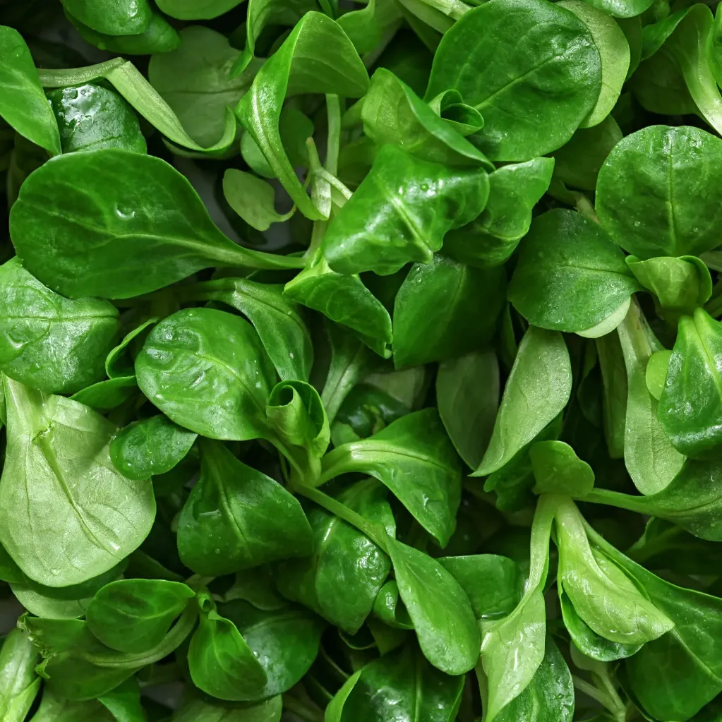 Mâche 100gr (prix/kg) 