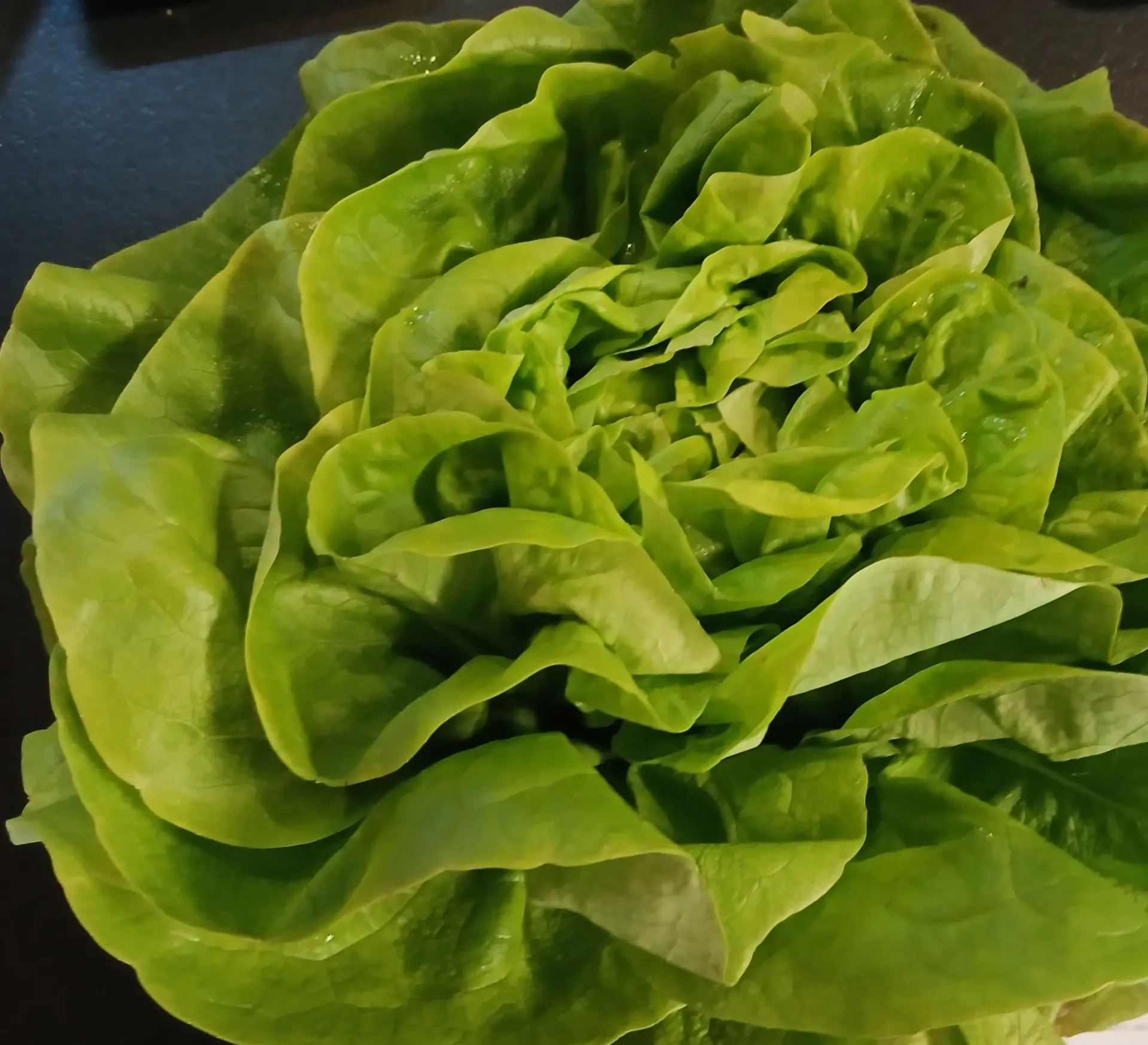 Salade 1pc