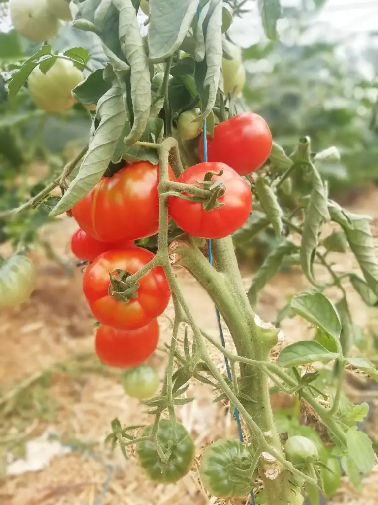 Tomates du champ (/kg) 