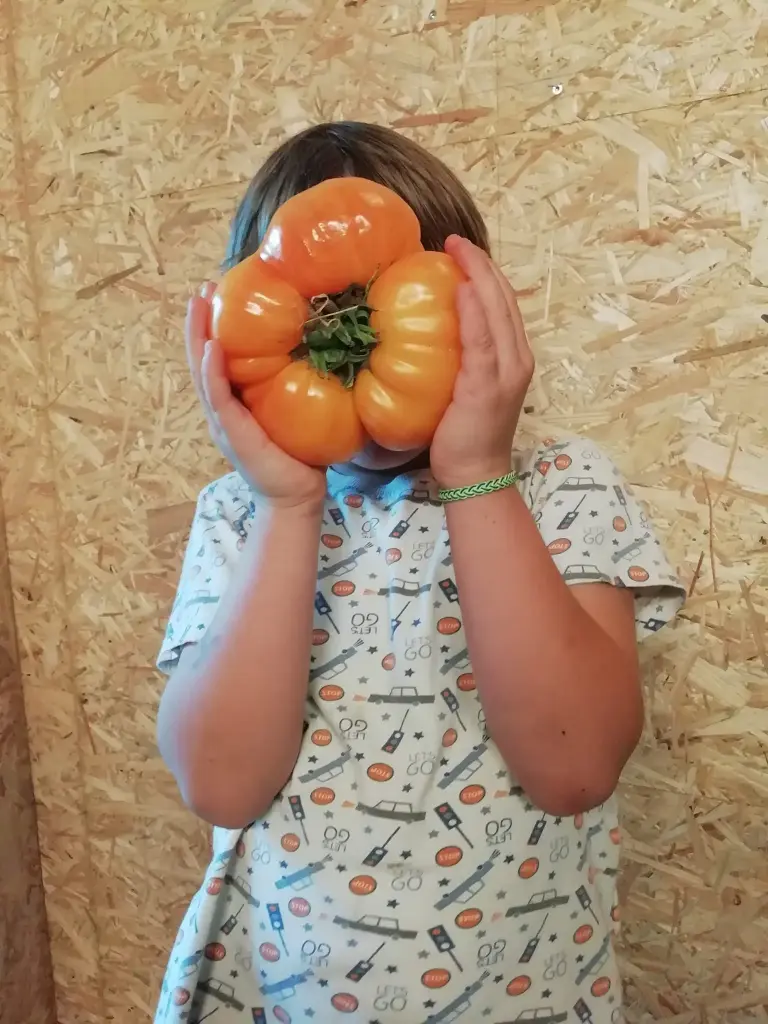 Tomates cerises du champ (€/kg)