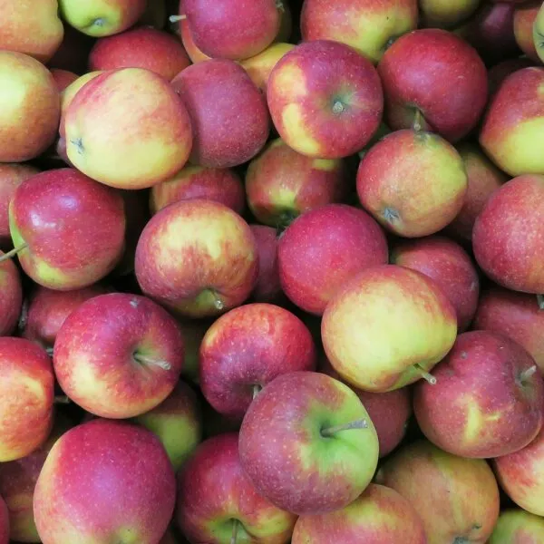 Pommes (prix/kg)